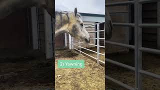 5 signs your horse is relaxed