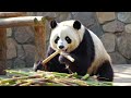 Los 7 OSOS más INCREÍBLES del planeta 🐻