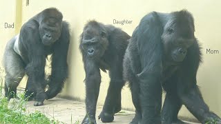 Gorilla Girl Got Separated From Her Family For a While | The Shabani Group