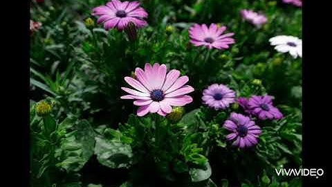 سورة الشرح مكررة بصوت جميل هزاع البلوشي