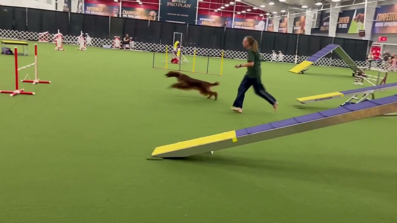 GiGi runs Novice Standard agility 08/21/24