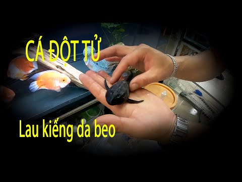 Cá lau kiếng Da beo khủng - ĐỘT TỬ 2