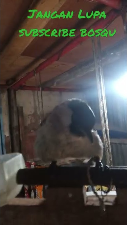 suara kutiLang terancam kusus pikat
