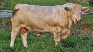 Lot 51 - Elridge Volcano (PP)