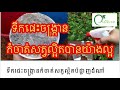 ទឹកជីផេះចង្រ្កានអាចកំចាត់សត្វល្អិតបានយ៉ាងមានប្រសិតភាព