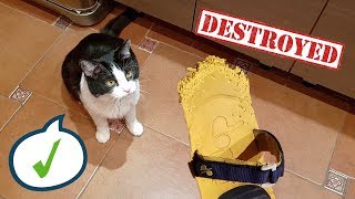 WHO CHEWED MY SHOES ?