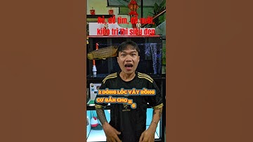 Newbie thì nên chọn cá lóc gì để bắt đầu, lóc vảy rồng có mấy màu |Cá cảnh An An #cacanhanan #channa