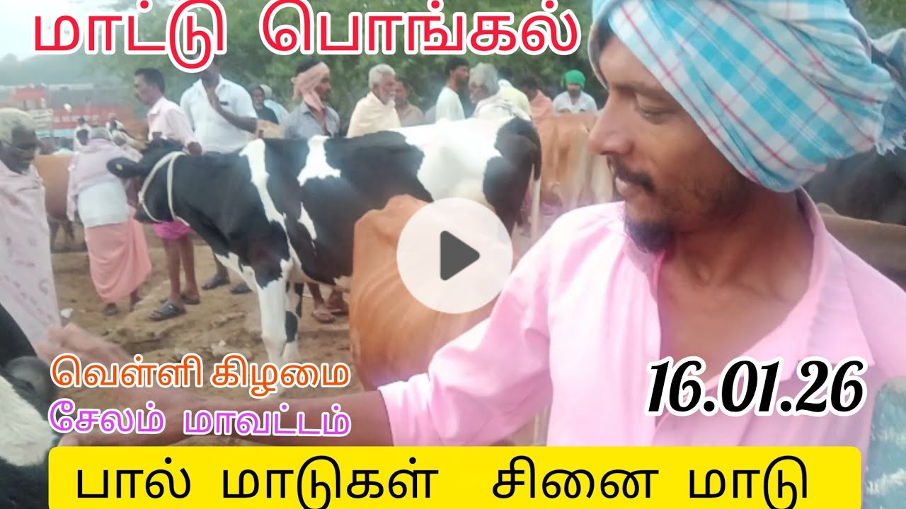 முத்த நாயக்கன்பட்டி மாட்டுச்சந்தை சேலம் மாவட்டம்