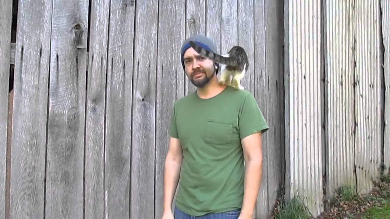 Gato se mete en medio de la escena de un documental - YouTube