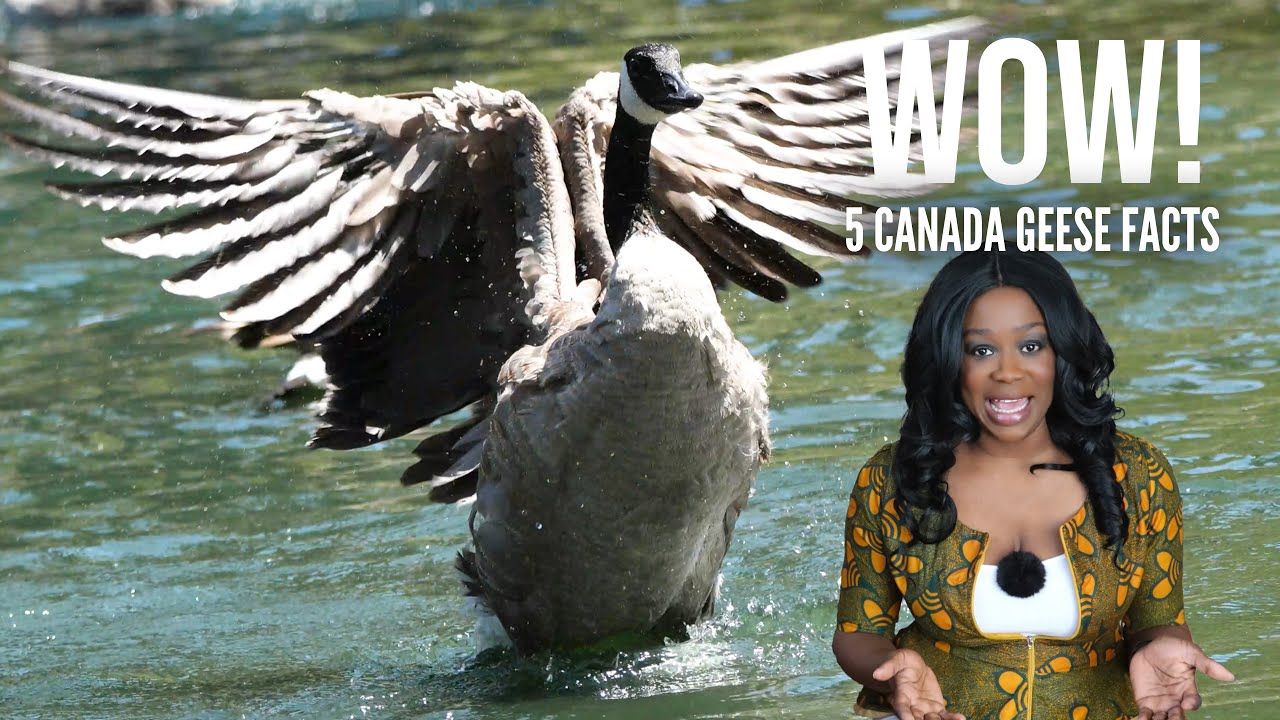 Why are Canada Geese Aggressive? 5 Interesting Canada Goose Facts | Urban Wildlife