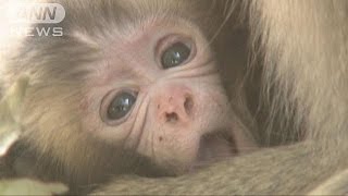 賛否両論の末、赤ちゃんザル「シャーロット」に(15/05/09)