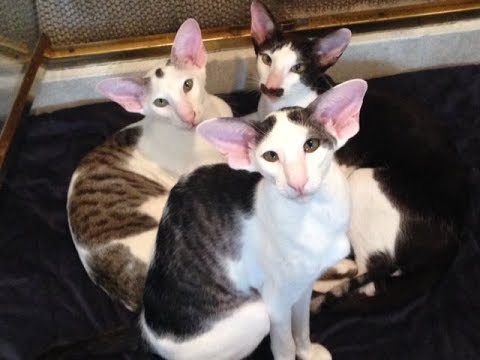 oriental kittens for sale