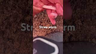 How to make a paper straw worm - cómo hacer un gusano del papel del popote
