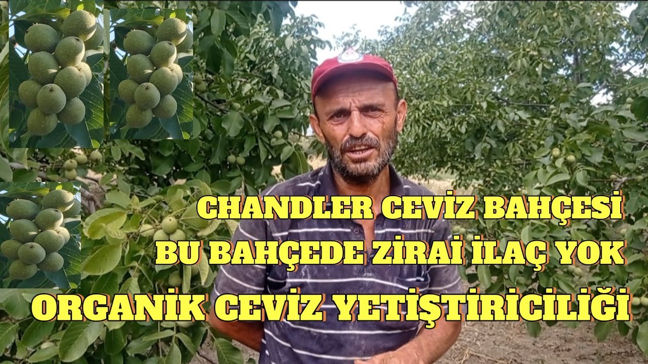 Chandler Ceviz Yetiştiriciliği.Güllece bulamacı ile Sıfır İlaç,Organik tarım. #ceviz #keşfet