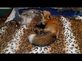 ЛисЯша с котом ложатся спать после прогулки. The Fox and the cat go to sleep