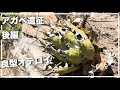 アガベ チタノタやオテロイを見にメキシコへ行く【後編】良型オテロイ続々