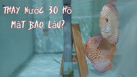 Nuôi cá đĩa. Thay nước cho 30 hồ cá đẻ mất bao lâu?