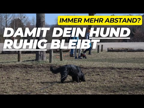 Leinenreaktiver Hund: Warum