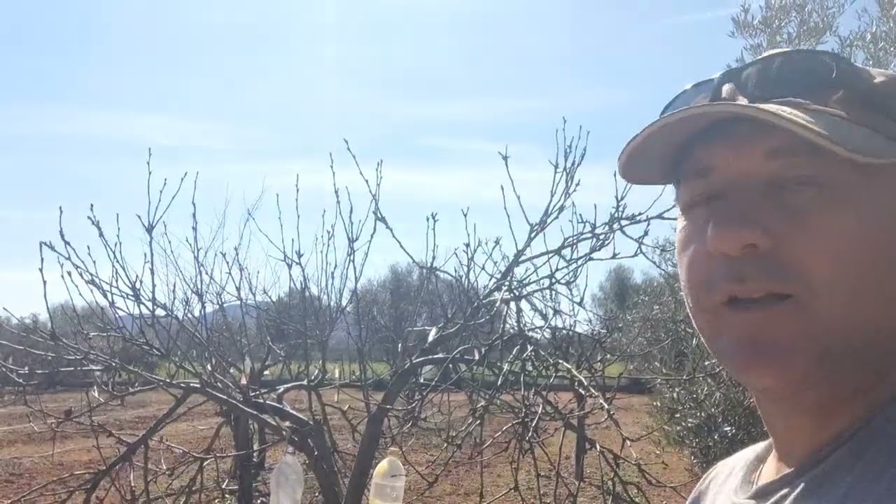 Cómo podar peral en febrero