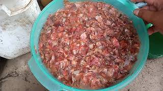 Cara Membuat Pupuk Organik Cair Kulit Bawang Merah Dan Air Cucian Beras