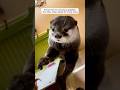 A fishing man found a baby otter and raised it #shorts