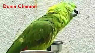 Masya Allah, BEO birds can read Al fatihah & Ayat Kursi