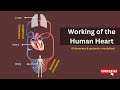 Understanding the Double Circulation System of the Human Heart