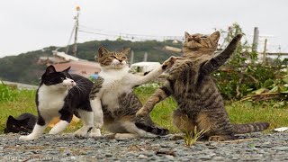 Смешные Кошки И Другие Животные/ 5 Минут Смеха/ Funny Cats And Other Animals
