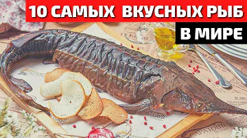 Топ 10 Самой Вкусной и Полезной Рыбы в Мире | Самая Вкусная Рыба | Самая Полезная Рыба