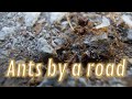 Hungry Swarms of Ants carrying a larger, dead ant