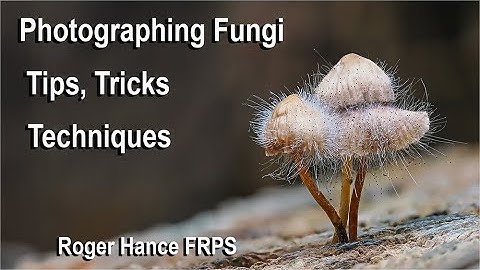 Photographing Fungi  - Tips, Tricks and Techniques using the OM1 and the 90mm Macro