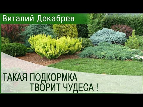 Вопрос: Чем подкормить тую весной?