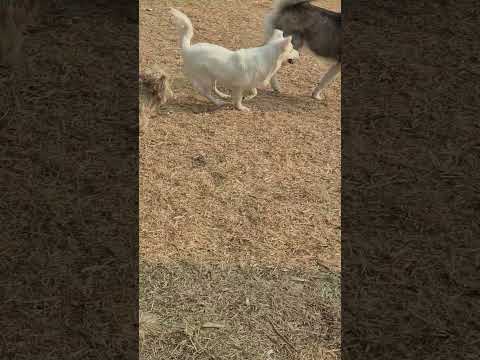 برو ازش بگیر عمانش نده آفرین دوست  شلتنا هاپو  نزهه کمک