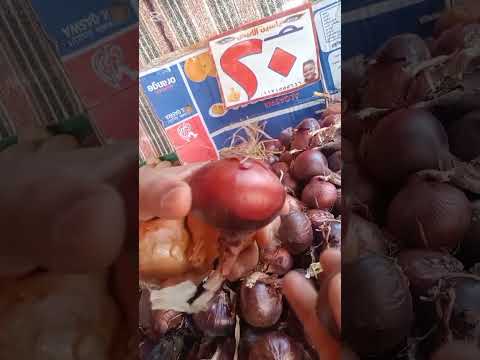 الفرق بين البصل الابيض والبصل الاحمر   