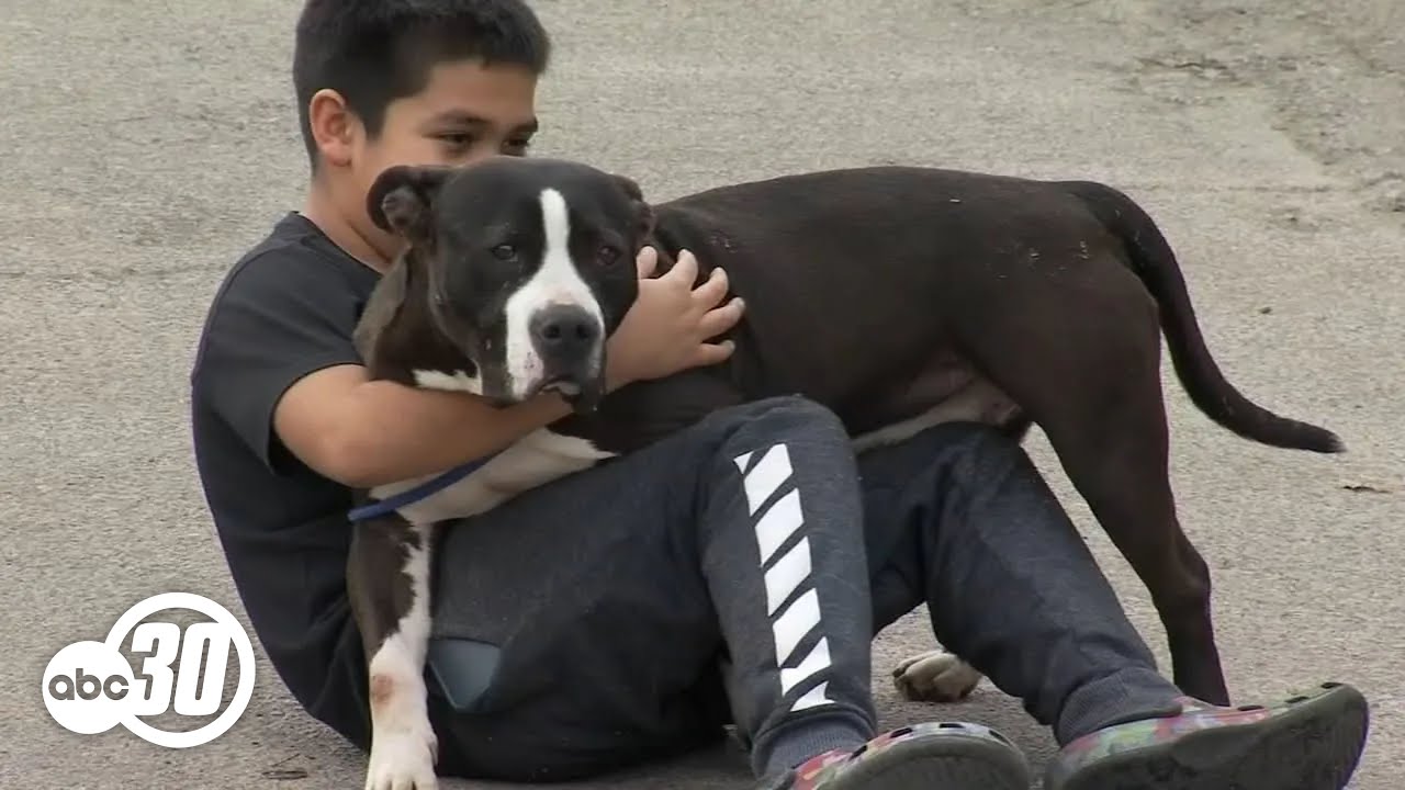Prestes a fechar, um abrigo achou lar para todos os 129 cães