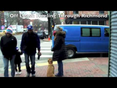 lab-with-aggression-issues:-"you-saved-our-girl."