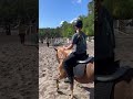 Almost at 500 subs!!💗💗😭😝😝 #horse #equestrian