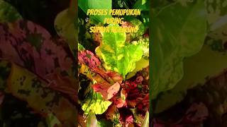 Proses Pemupukan Tanaman Sejuta Warna