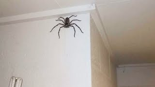 my pet spider escaped..