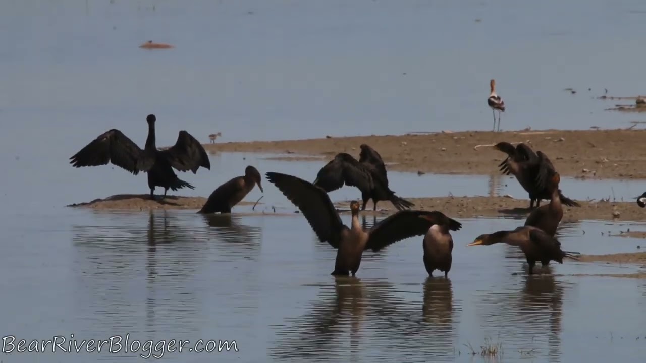 Why Do Cormorants Spread Their Wings?