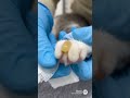 grano en el pie de un gato #gatos #animals #acne #grano