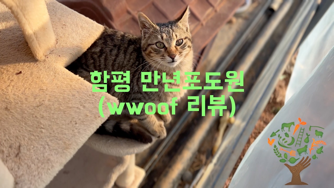 전남 함평 만년포도원(wwoof korea)