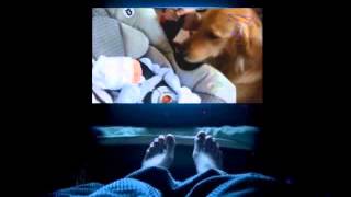 Cats And Dogs React To Babies Cute Animal & Baby Compilation
