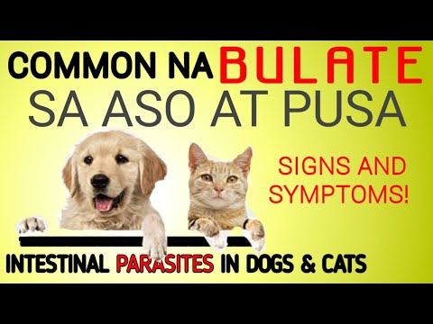 Video: Ang Mga Taunang Pagsusulit Para Sa Parasites Ay Mahalaga Para Sa Mga Aso At Pusa