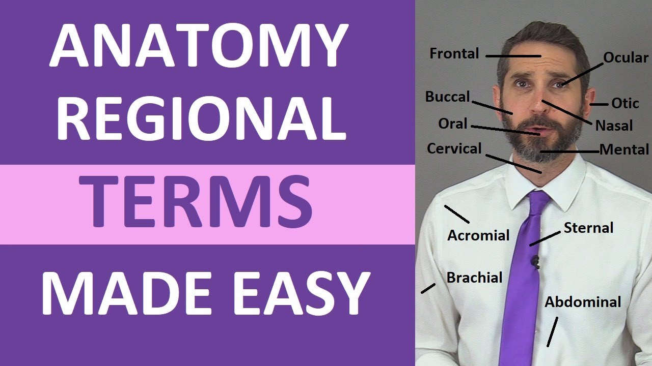 Regional Terms Anatomy   Body Parts Name  Nursing Medical Terminology Made Easy