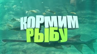 Рыба веслонос - кормление с рук  🐟 рыба моей мечты