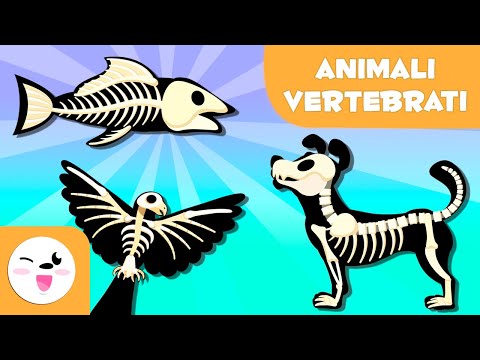 Video: Come fa un uccello a un rettile?