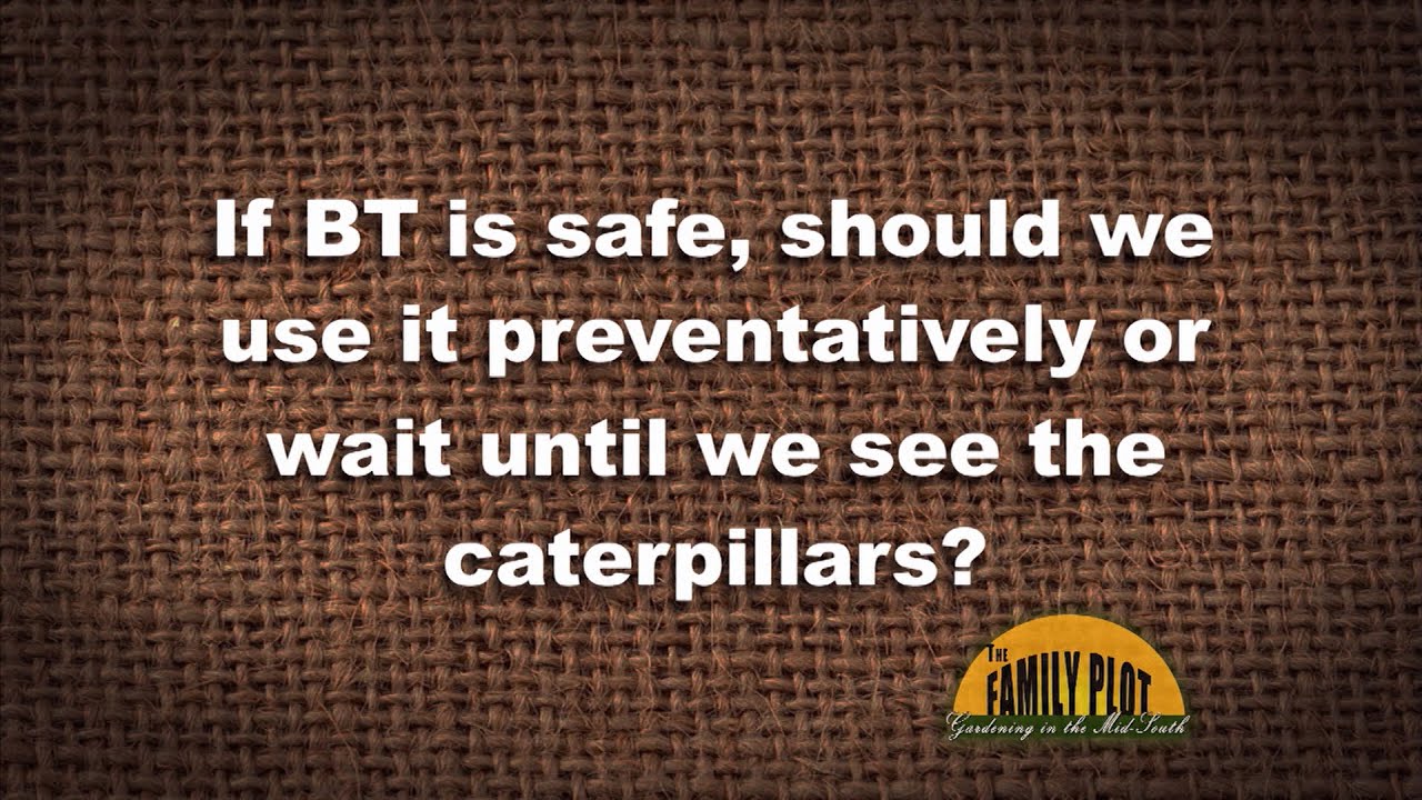 Q&A – Should I use BT preventatively or wait until I see caterpillars?