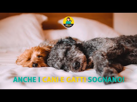 Video: Cani E Gatti Sognano?