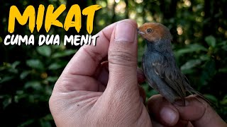 Tak Butuh Waktu Lama Mikat Burung Prenjak Dapat Mental Baja
